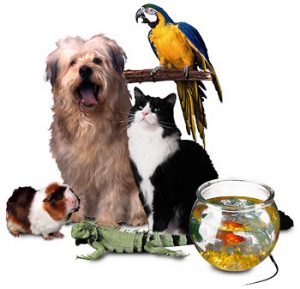 Seguros para Mascotas Image
